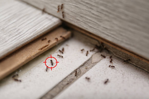 Pest Control for Restaurants in Latham, NY